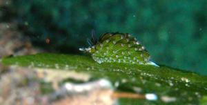 utils/thumbs/Costasiellidae/Placida_T3oNNJoFh6Yx7bfNeSidb6.jpg
