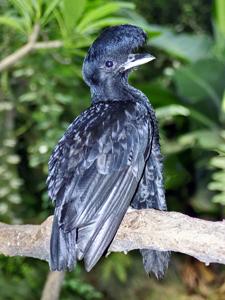 utils/thumbs/Cotingidae/Cephalopterus_ZyPXwWzsQjgGZS7mGWAKdq.jpg