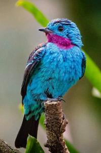 Cotinga cayana