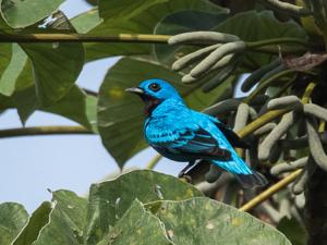 Cotinga nattererii