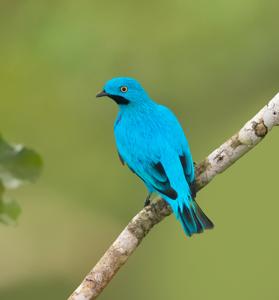 Cotinga maynana
