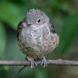 Cotinga cayana