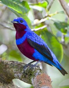 Cotinga maculata
