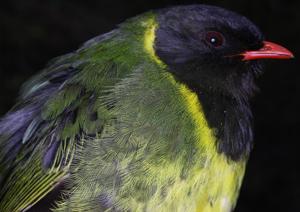 Pipreola riefferii