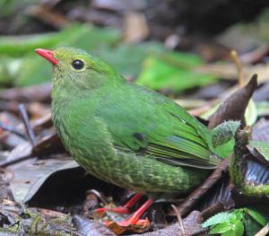 Pipreola riefferii