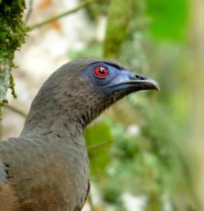 Chamaepetes goudotii