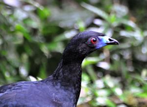 Chamaepetes unicolor