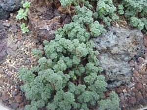 Aichryson tortuosum subsp. bethencourtianum