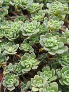 Aichryson tortuosum
