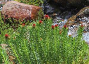 Clementsia semenovii