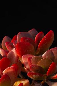 Crassula globularioides subsp. argyrophylla