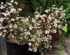 Crassula capitella
