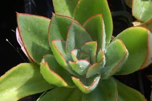 Echeveria subrigida