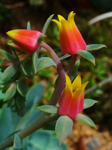 Echeveria gibbiflora