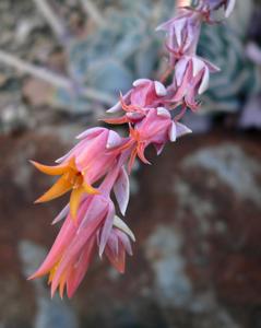 Echeveria runyonii