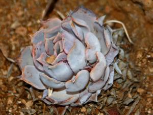 Echeveria lilacina