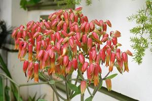 Kalanchoe pinnata