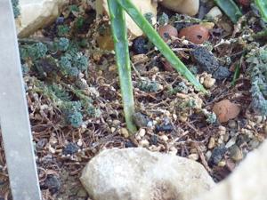 Monanthes subcrassicaulis