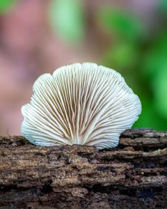 Crepidotus applanatus