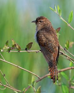 utils/thumbs/Cuculidae/Cacomantis_9k9dFFUVx6Y9aWxRg7pHw7.jpg