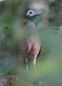 Carpococcyx radiceus
