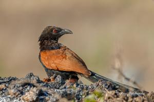 Centropus bengalensis