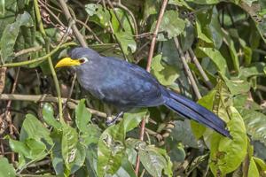 Ceuthmochares aereus flavirostris