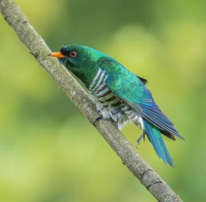 Chrysococcyx maculatus