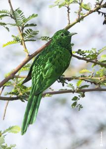 Chrysococcyx cupreus