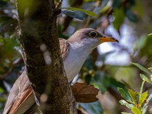 Coccyzus americanus