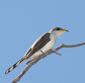 Coccyzus americanus