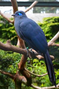 Coua caerulea
