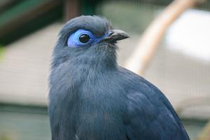 utils/thumbs/Cuculidae/Coua_oJDXu6RP9i2HnBwVfBZvNZ.jpg