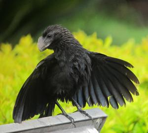 Crotophaga ani