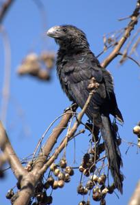 utils/thumbs/Cuculidae/Crotophaga_Zgk6Wnus6VbTMRPVV8Hh9H.jpg