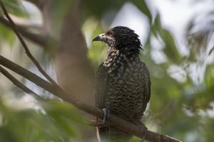 utils/thumbs/Cuculidae/Eudynamys_WQejBcU5Y2MDrRT5v75C93.jpg