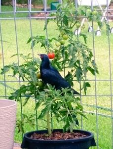 Eudynamys scolopaceus