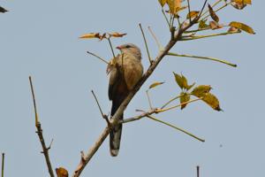 Taccocua leschenaultii