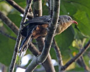 Zanclostomus javanicus