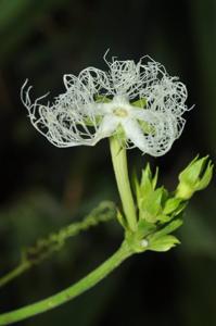 Trichosanthes pilosa
