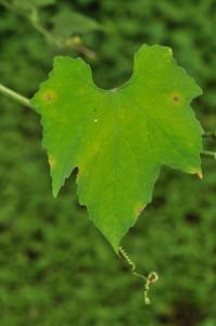Trichosanthes pilosa