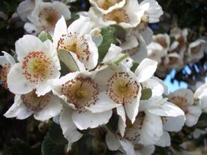 Eucryphia cordifolia