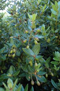 Eucryphia cordifolia