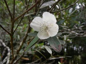 Eucryphia lucida
