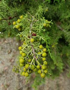 Juniperus phoenicea