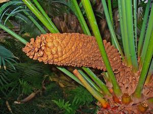 Cycas circinalis