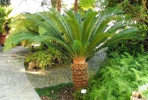 Cycas revoluta