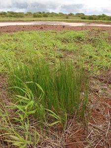 Eleocharis erythropoda