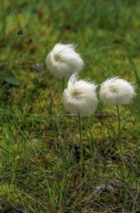 Eriophorum scheuchzeri