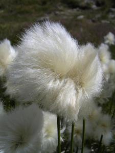 utils/thumbs/Cyperaceae/Eriophorum_A59sgK9x8nvug49jJqrQJ2.jpg